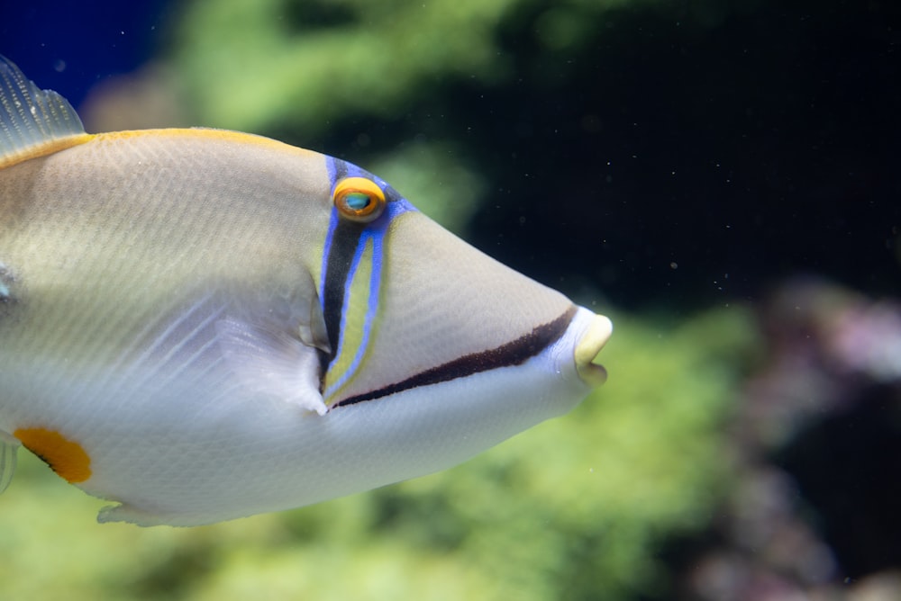 a close up of a fish in an aquarium