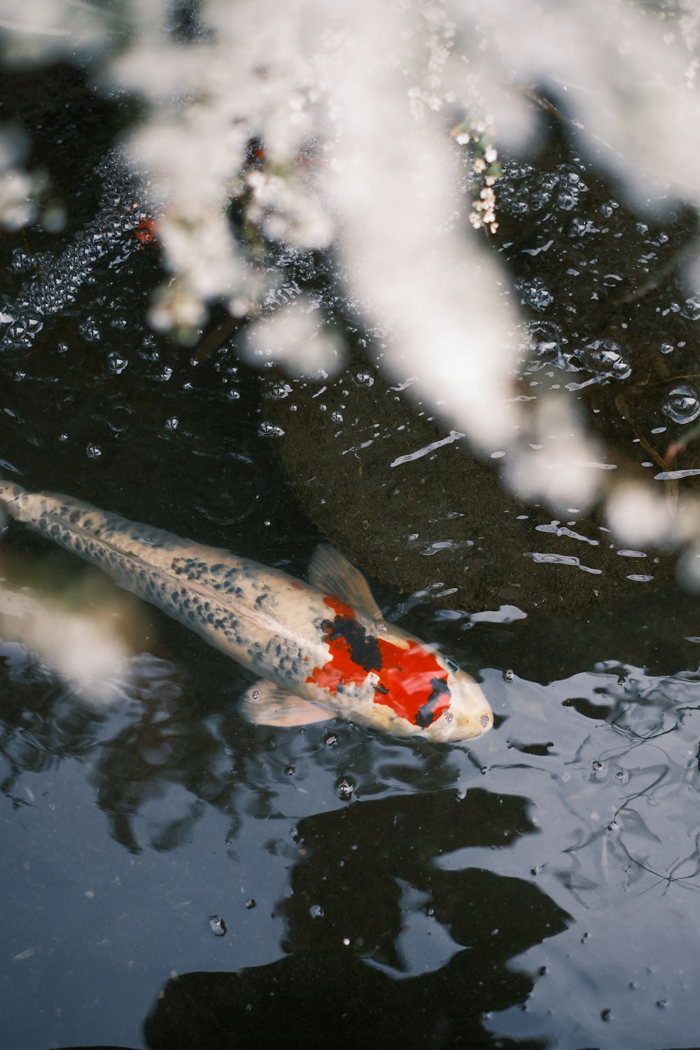 ein Fisch, der in einem Wasser schwimmt