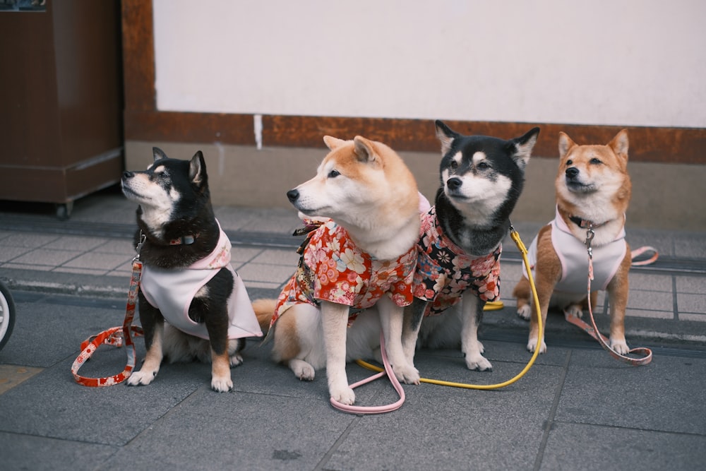 a group of four dogs sitting next to each other