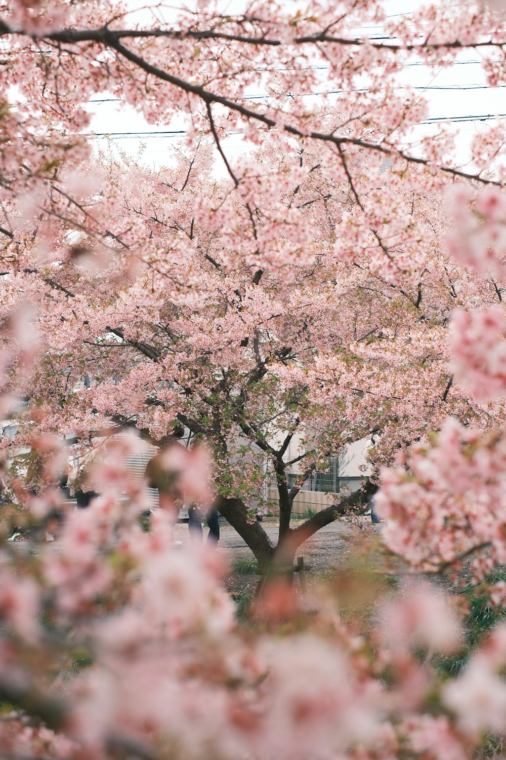 a tree with pink flowers in a park