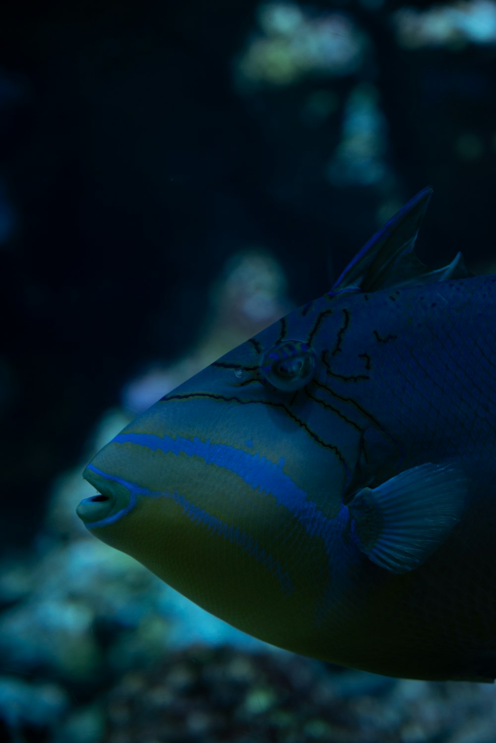 a close up of a fish in an aquarium