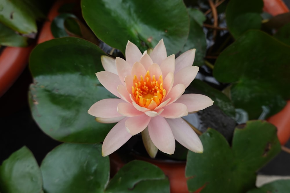 a pink flower with yellow center surrounded by green leaves