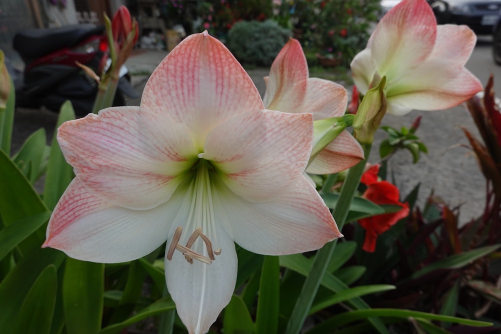 a close up of a flower near many other flowers