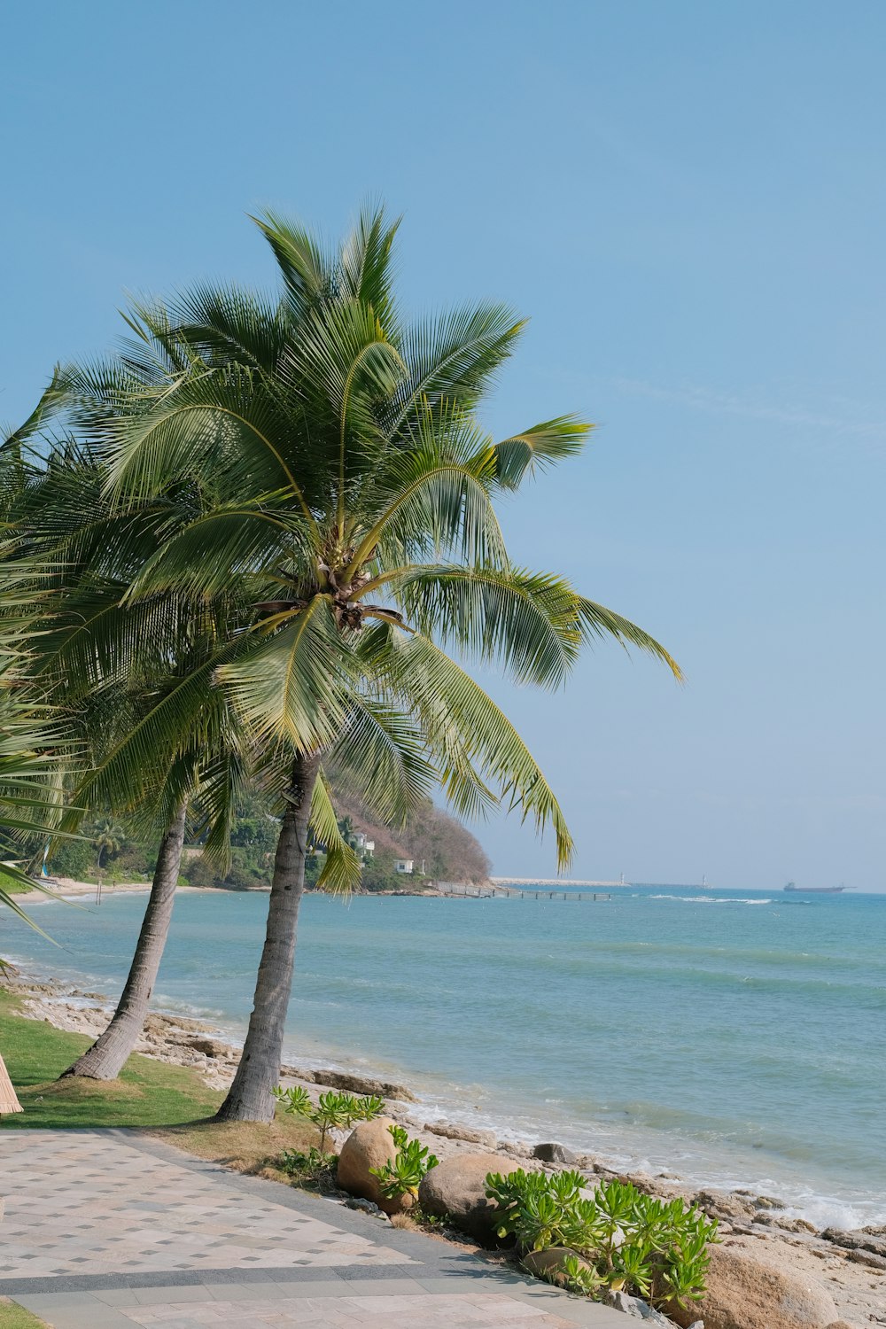 a palm tree sitting on the side of a beach