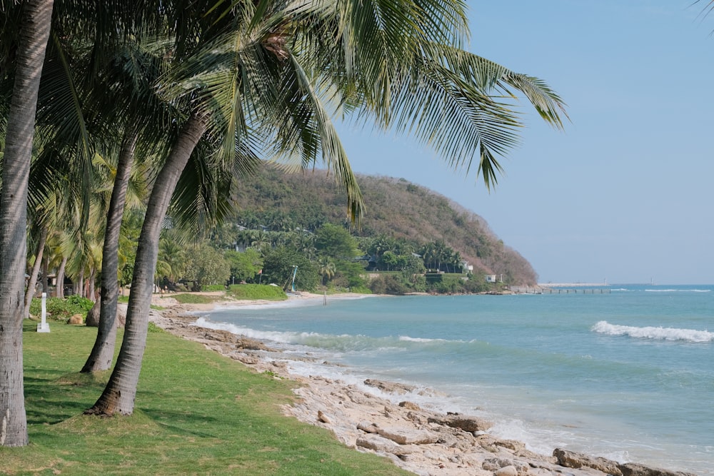 a beach with palm trees and a body of water