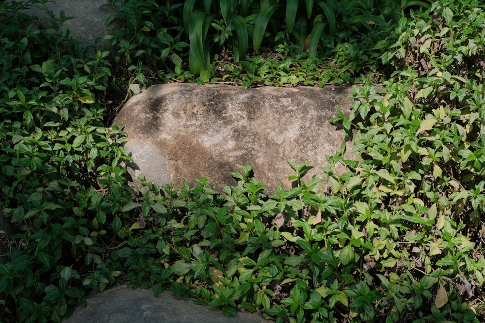 a rock surrounded by green plants and rocks