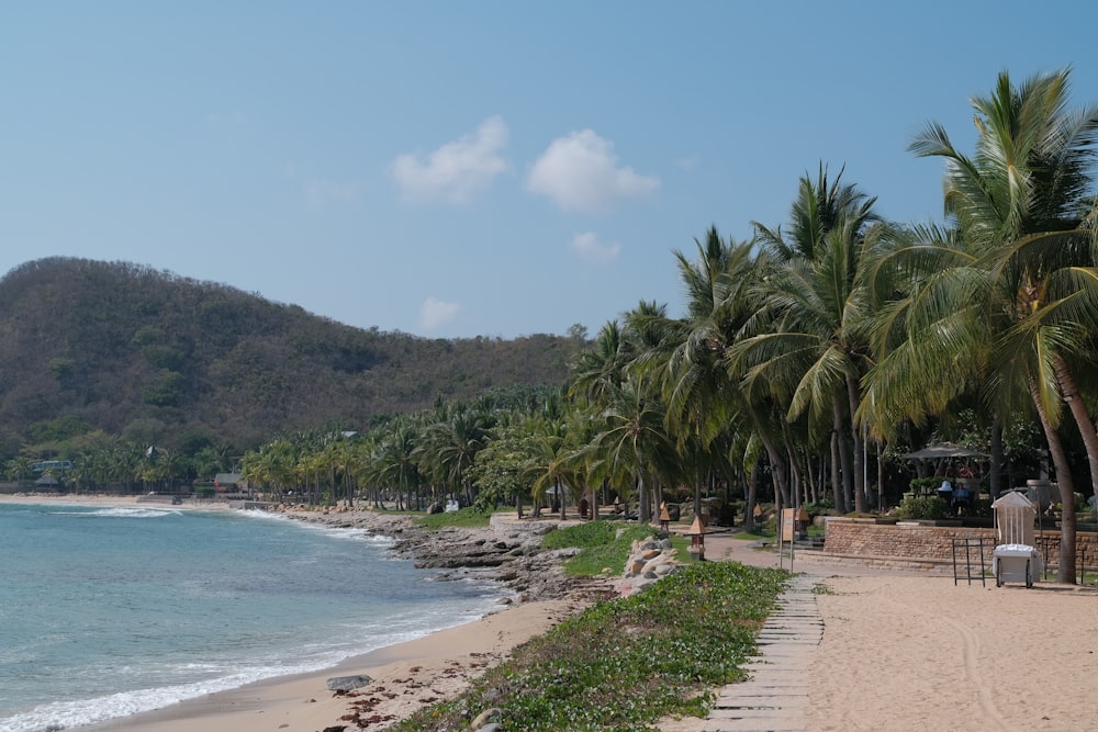 a sandy beach with palm trees and a mountain in the background