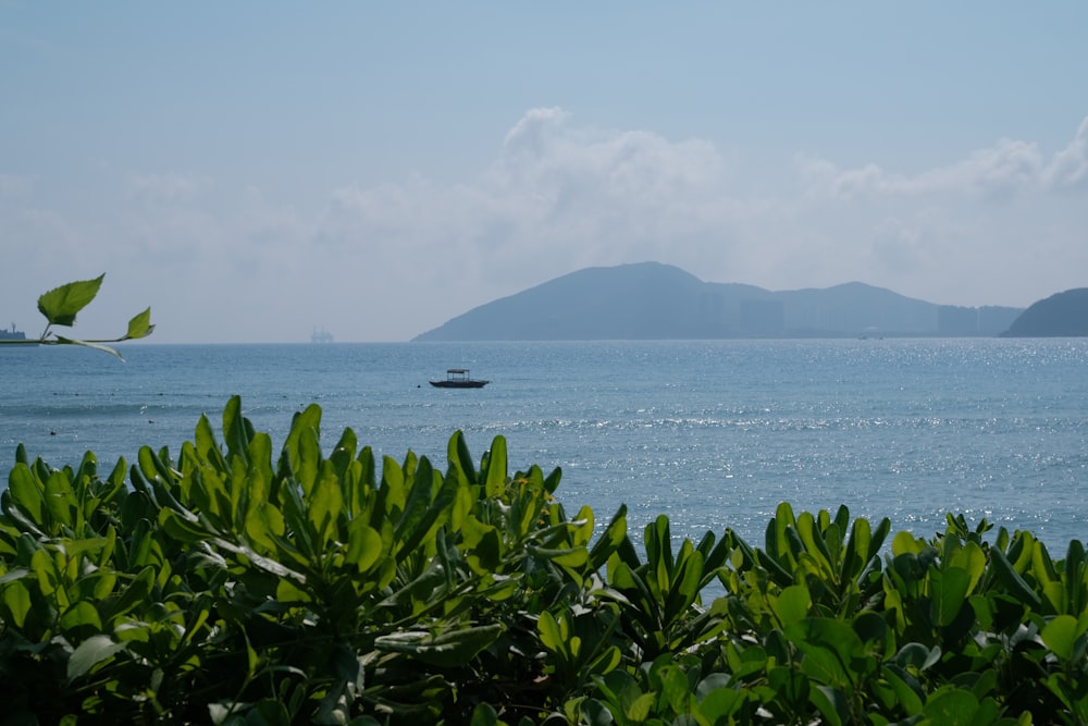 a boat is out on the water near some trees