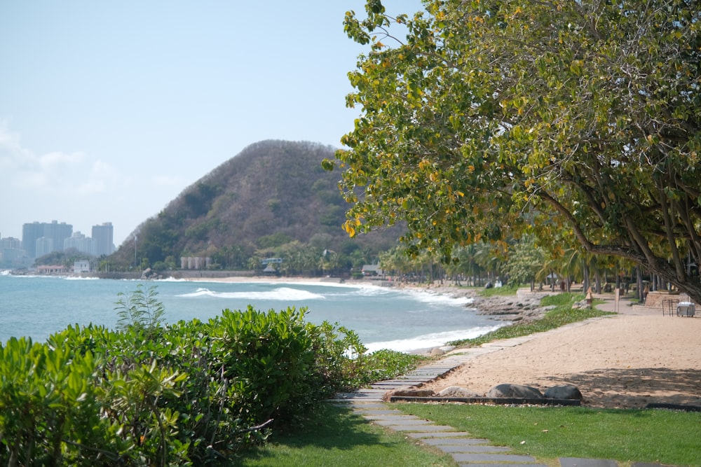 a path leading to a beach with a mountain in the background