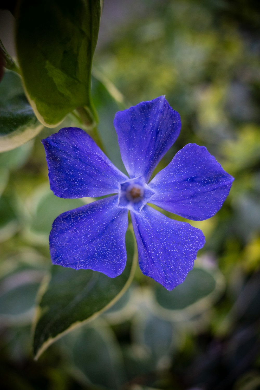 a blue flower with green leaves in the background