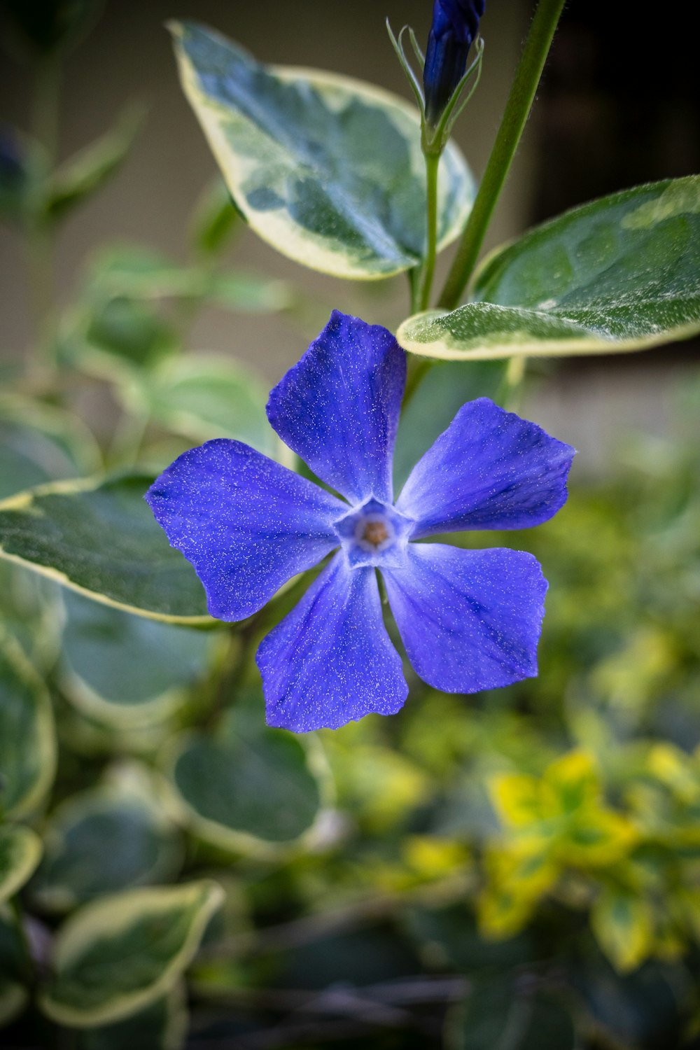 a blue flower with green leaves in the background