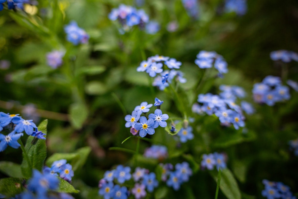 a bunch of blue flowers that are in the grass