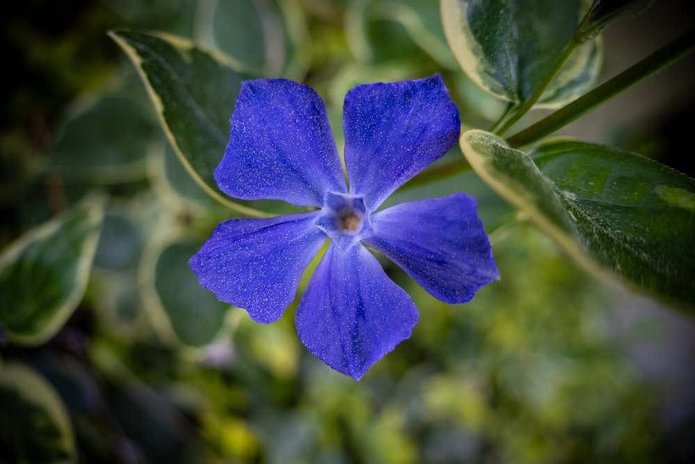 a blue flower with green leaves in the background