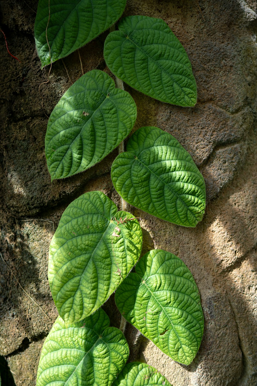 a close up of a plant growing on a rock