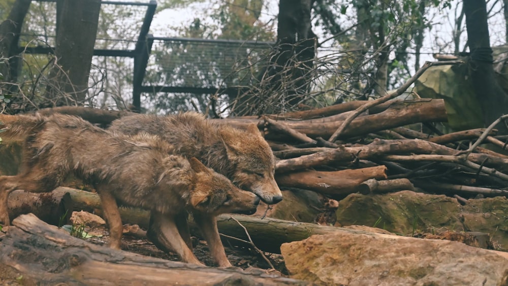 a couple of wolfs walking through a forest