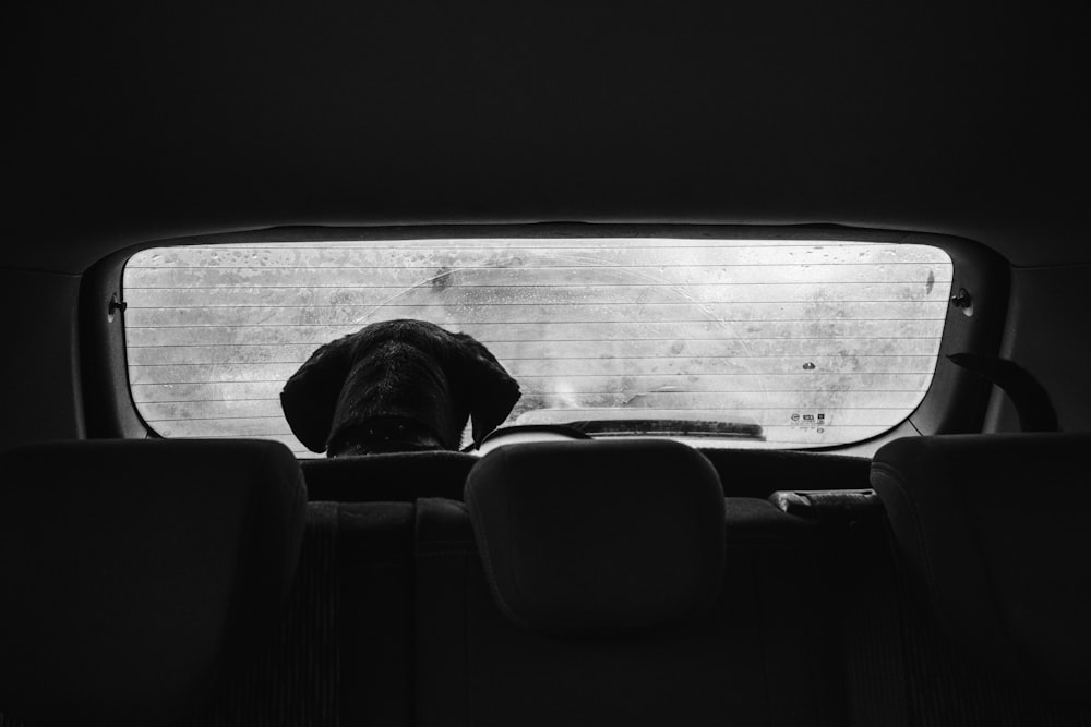 a black and white photo of a dog in the back of a car