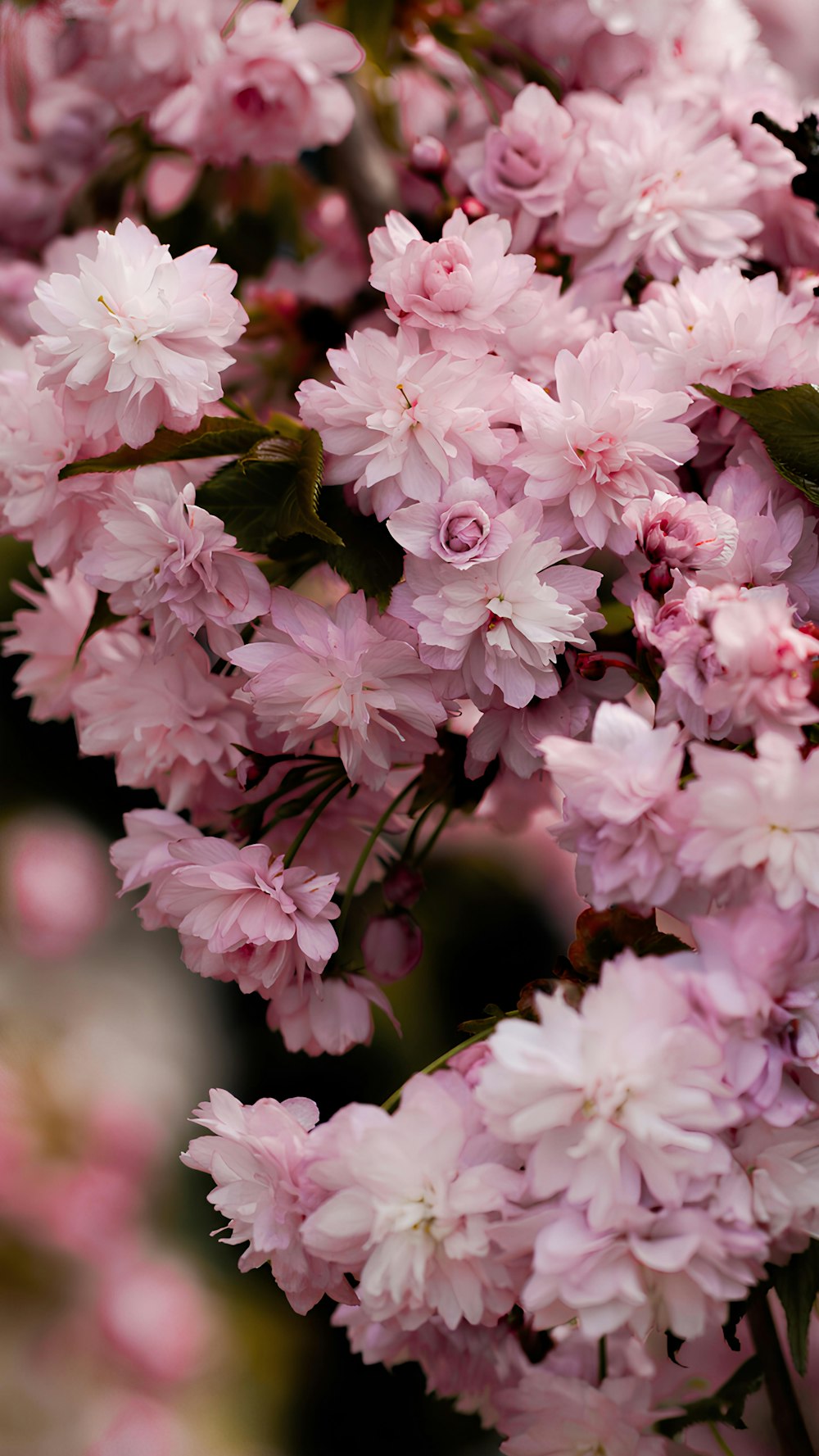 a bunch of pink flowers that are on a tree