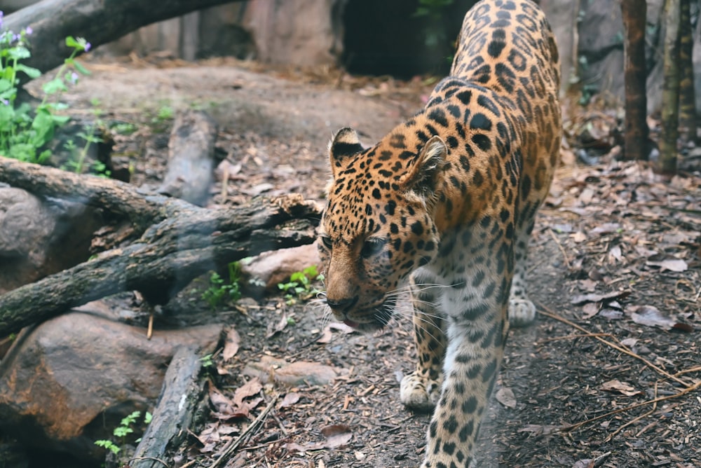 a large leopard walking across a forest filled with trees