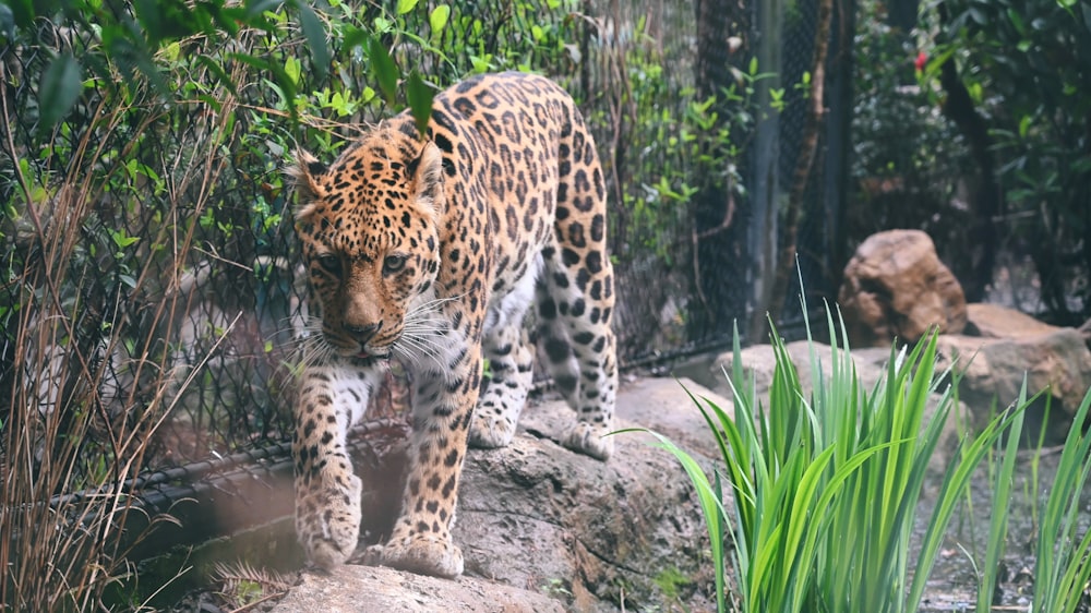 a large leopard walking across a lush green forest