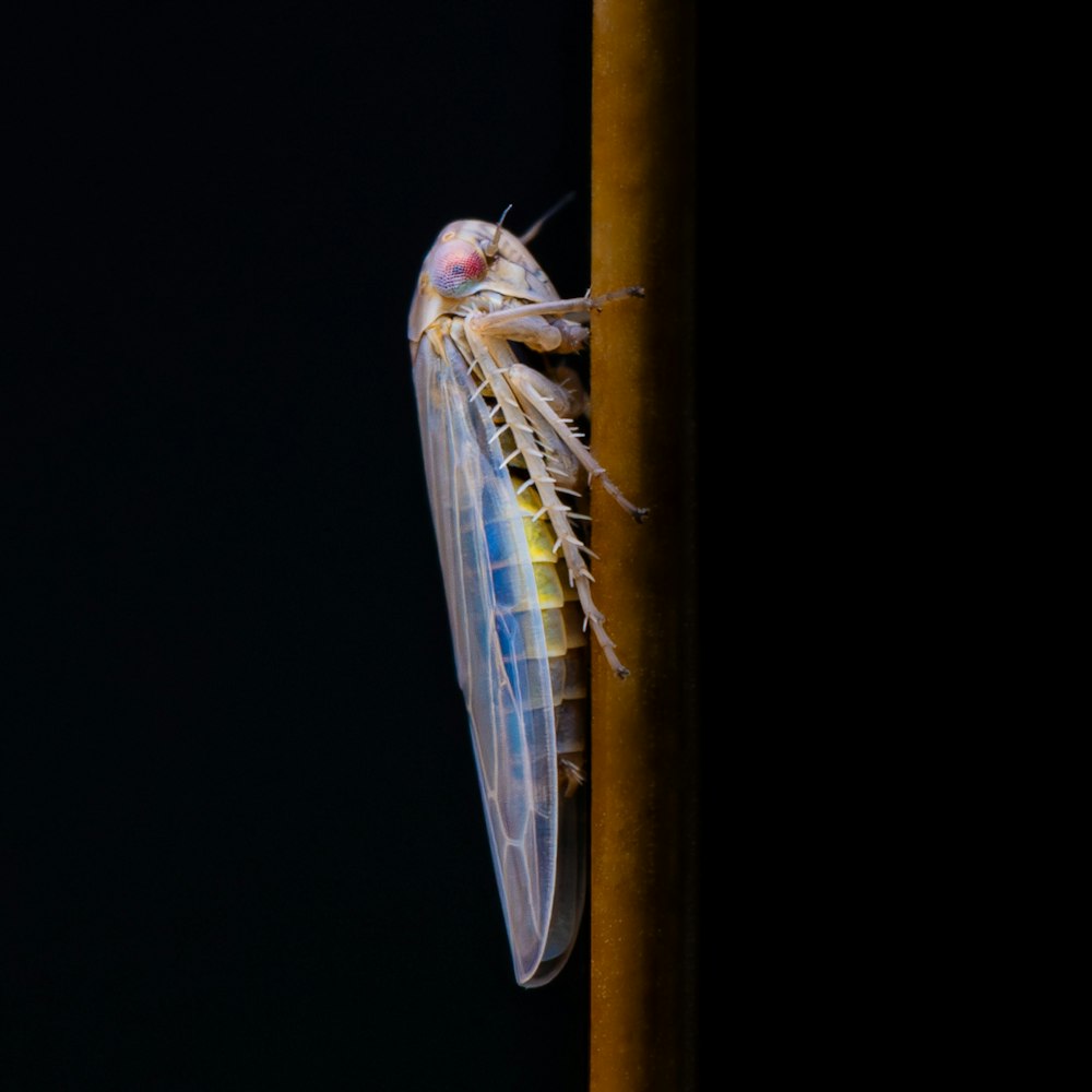 Un primer plano de una mosca en un poste
