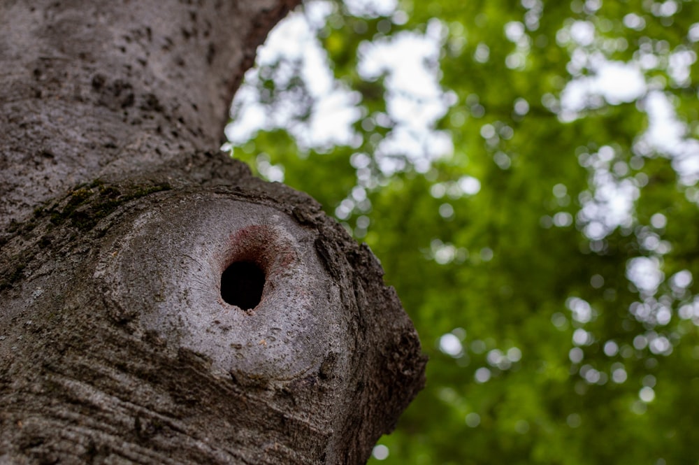 a tree with a hole in the middle of it