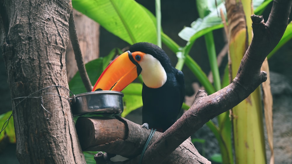 a toucan sitting on a tree branch with a bowl in it's