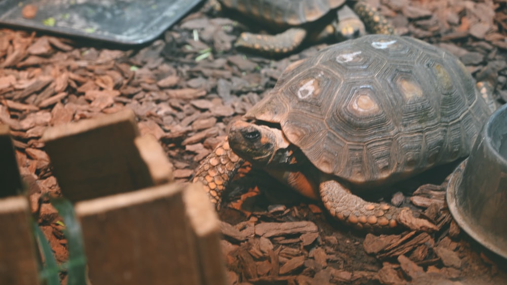 a tortoise is walking on the ground next to a bowl