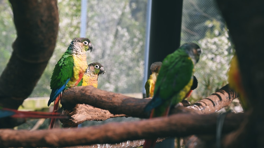 a group of colorful birds sitting on top of a tree branch