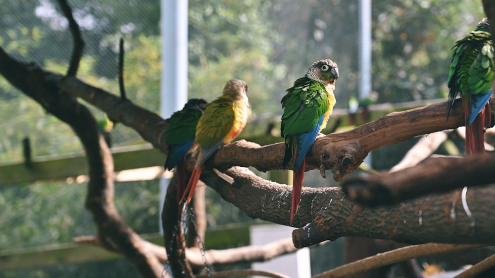 a group of birds sitting on top of a tree branch