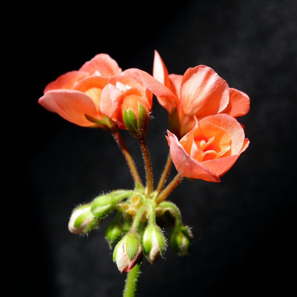 a close up of a flower with a black background