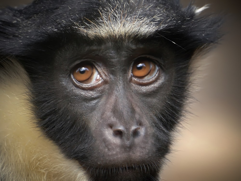 a close up of a monkey's face with a blurry background