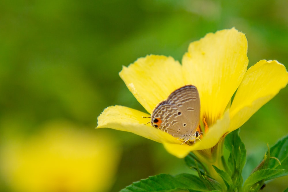 a butterfly sitting on top of a yellow flower