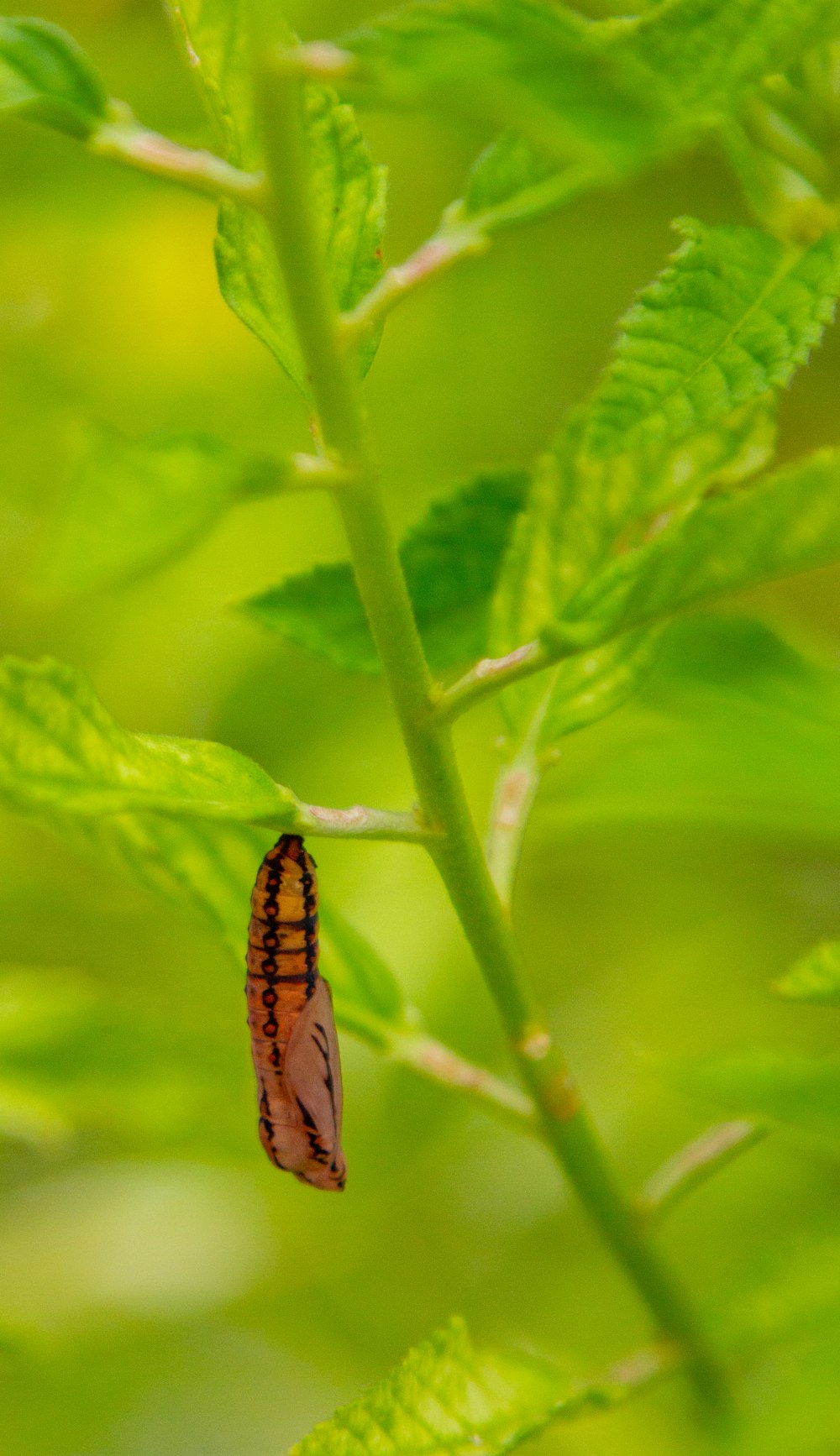 a bug crawling on a green leaf in a forest