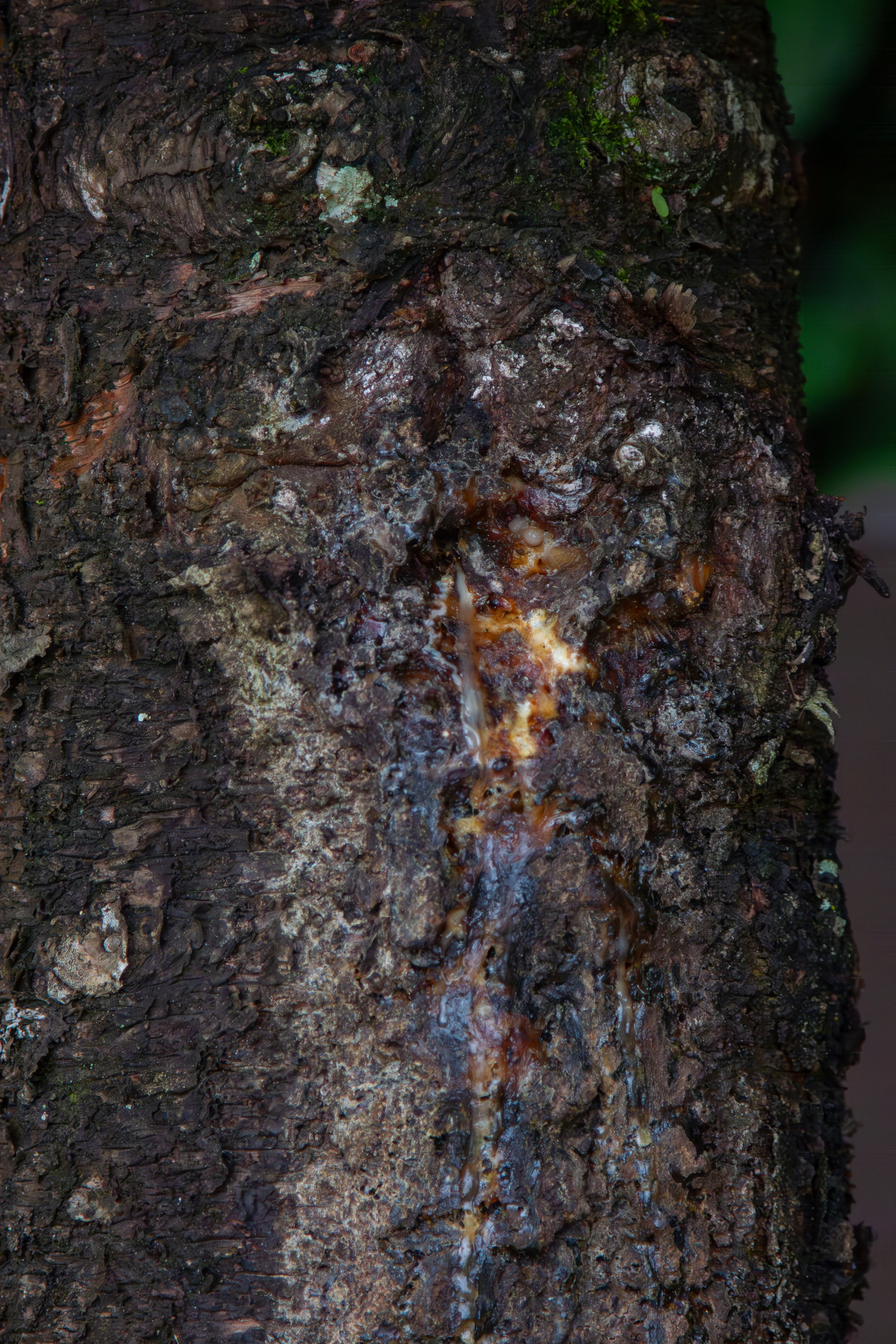 Close-up of acacia tree bark with amber gum resin droplets, warm golden light, detailed texture, natural harvest