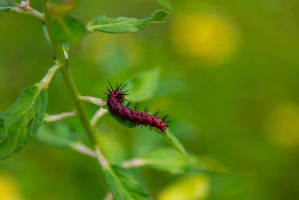 a red caterpillar sitting on top of a green leaf