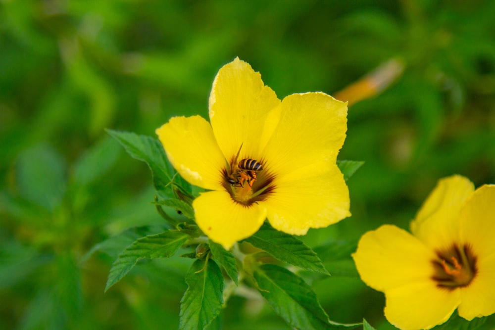 a bee is sitting on a yellow flower