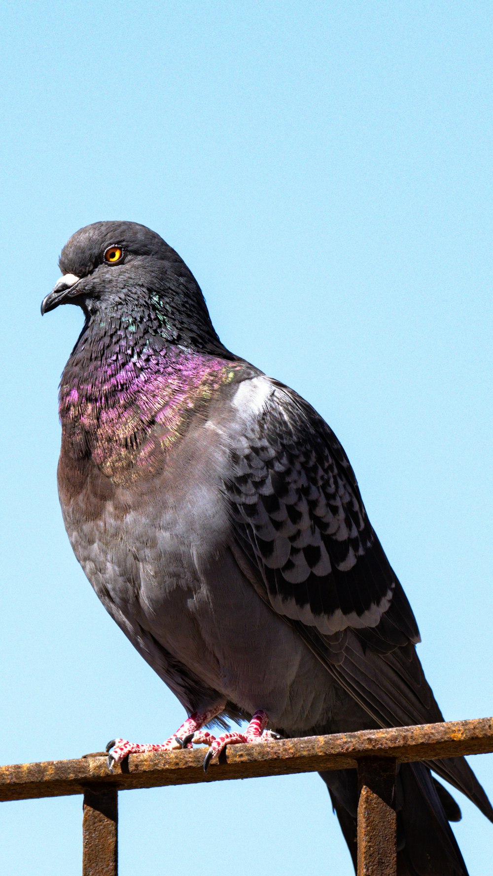 a bird sitting on top of a wooden fence