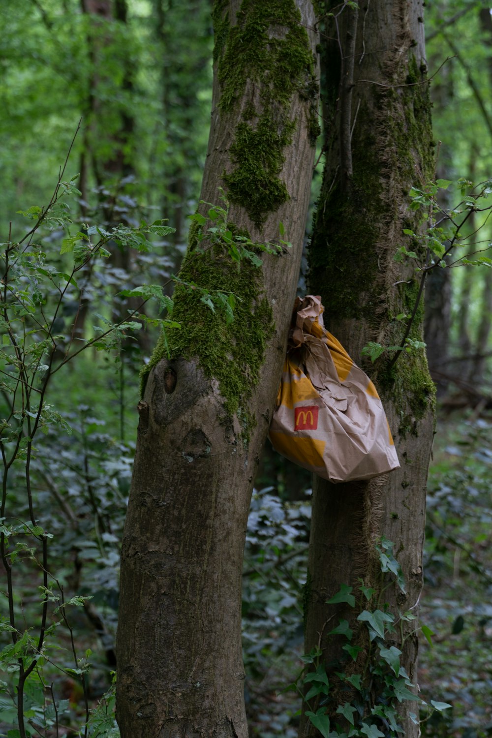 a bag hanging from a tree in a forest
