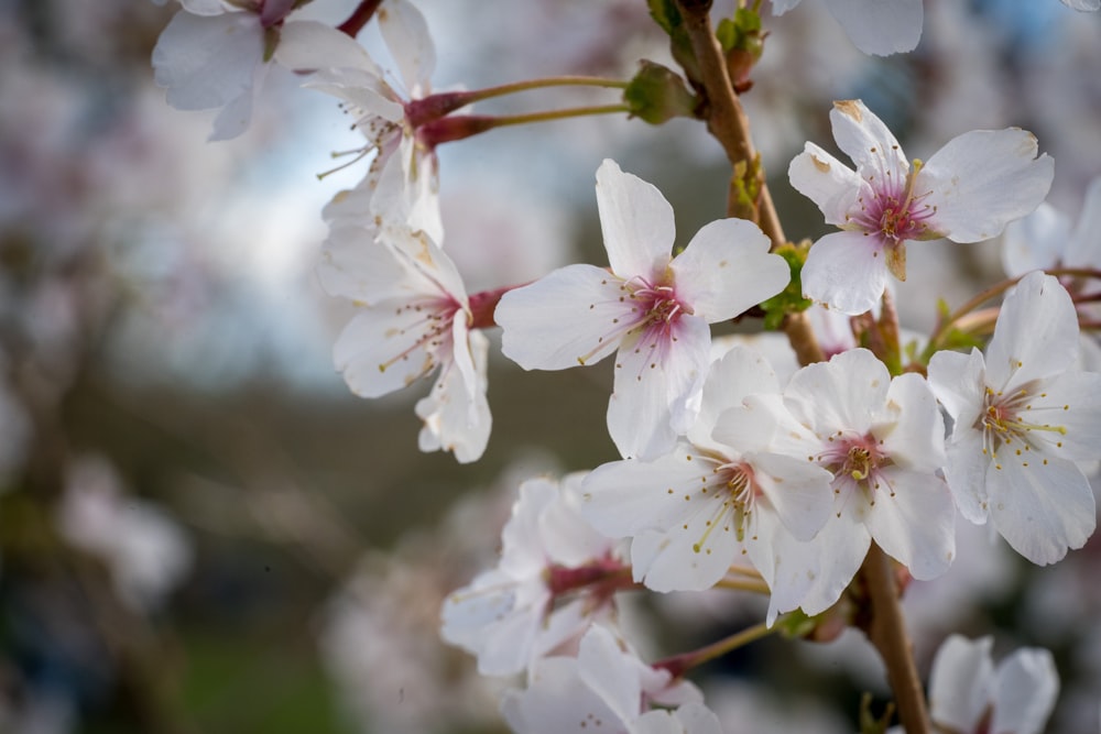 a close up of some white flowers on a tree