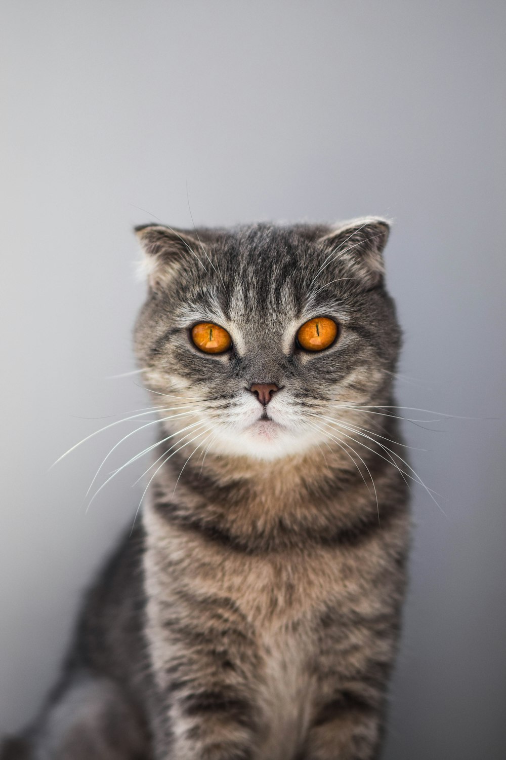 a cat with orange eyes sitting on a table