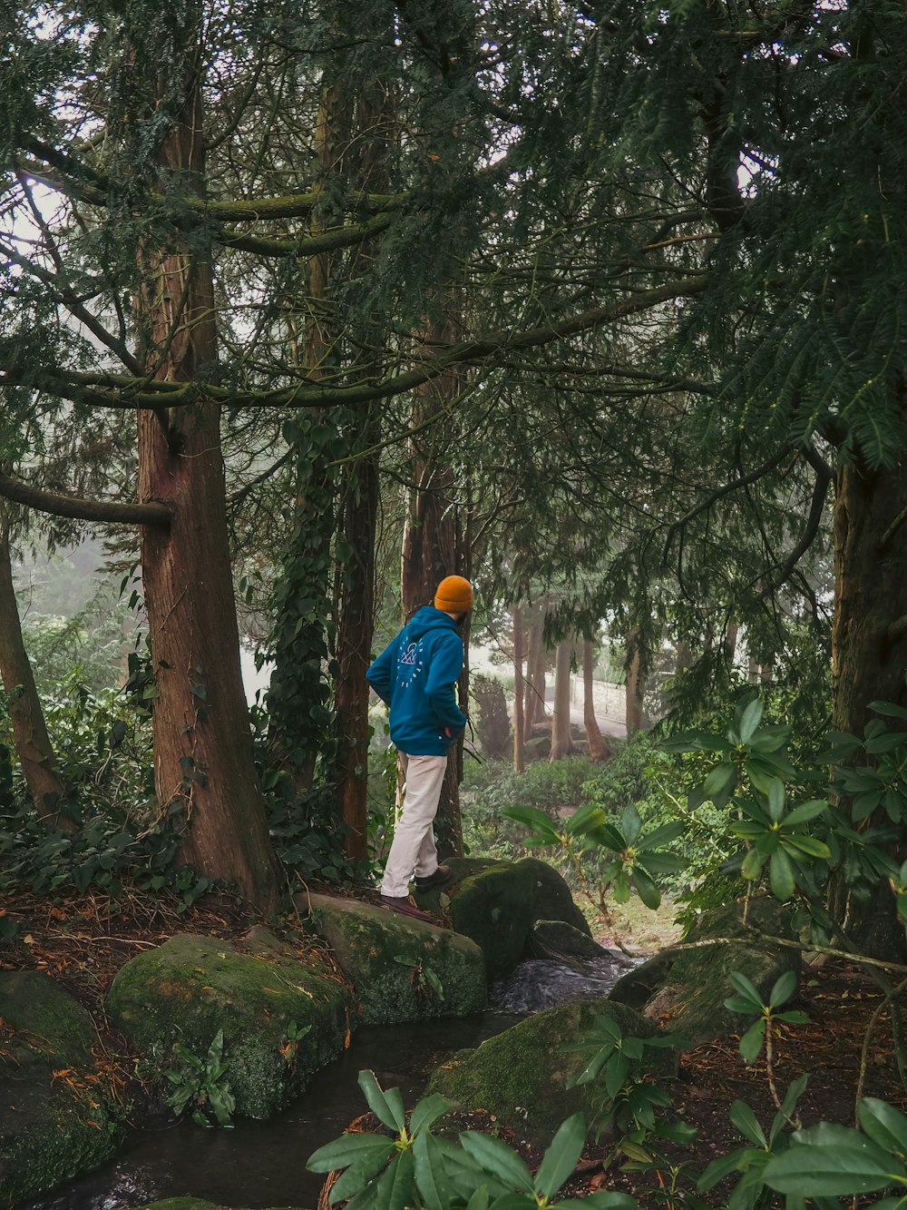 a person standing on a rock in a forest