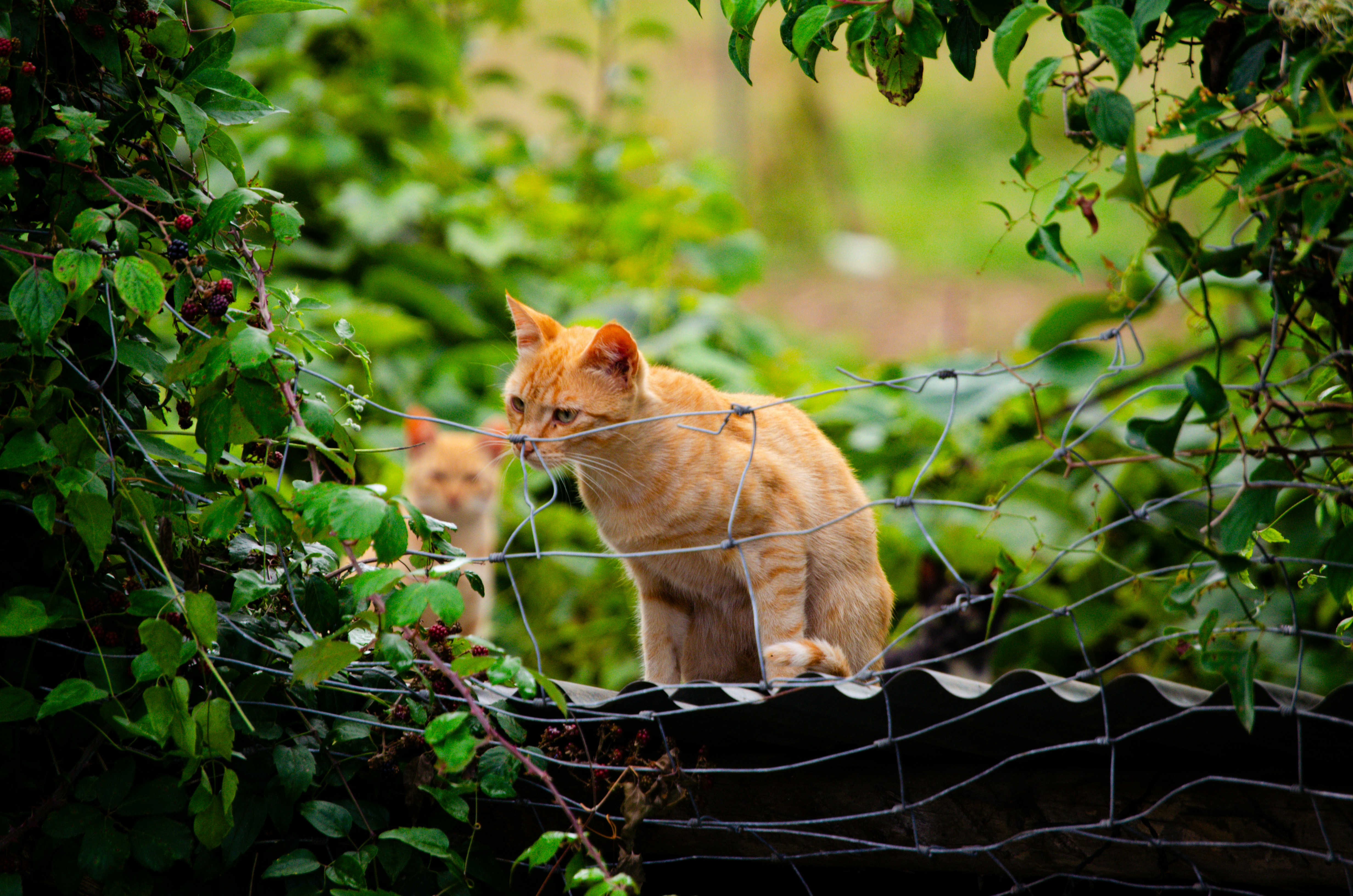 an orange cat sitting on top of a wire fence