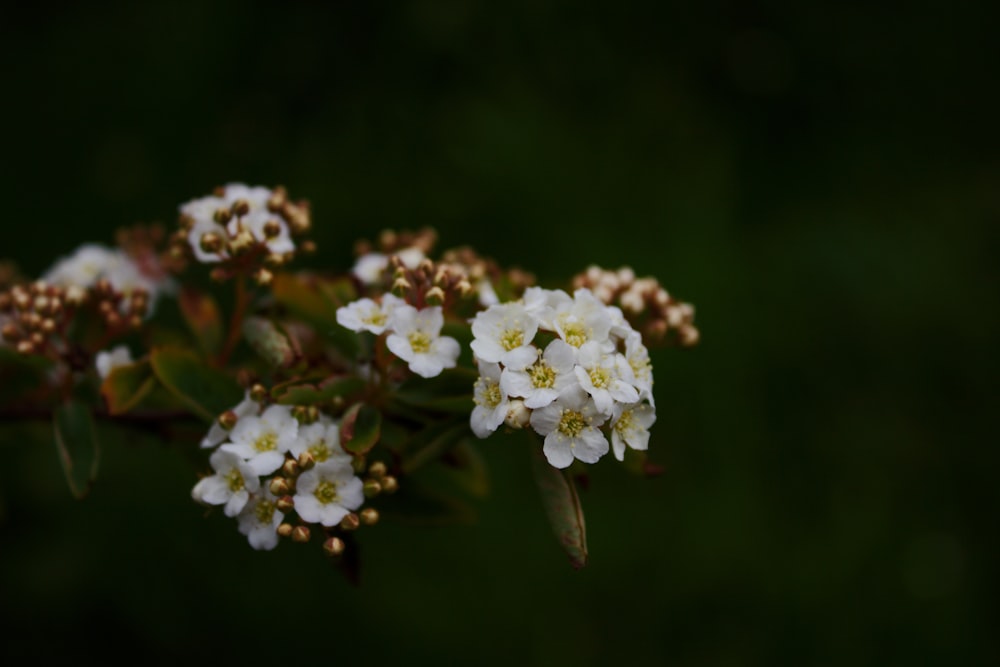 a close up of some white flowers on a tree