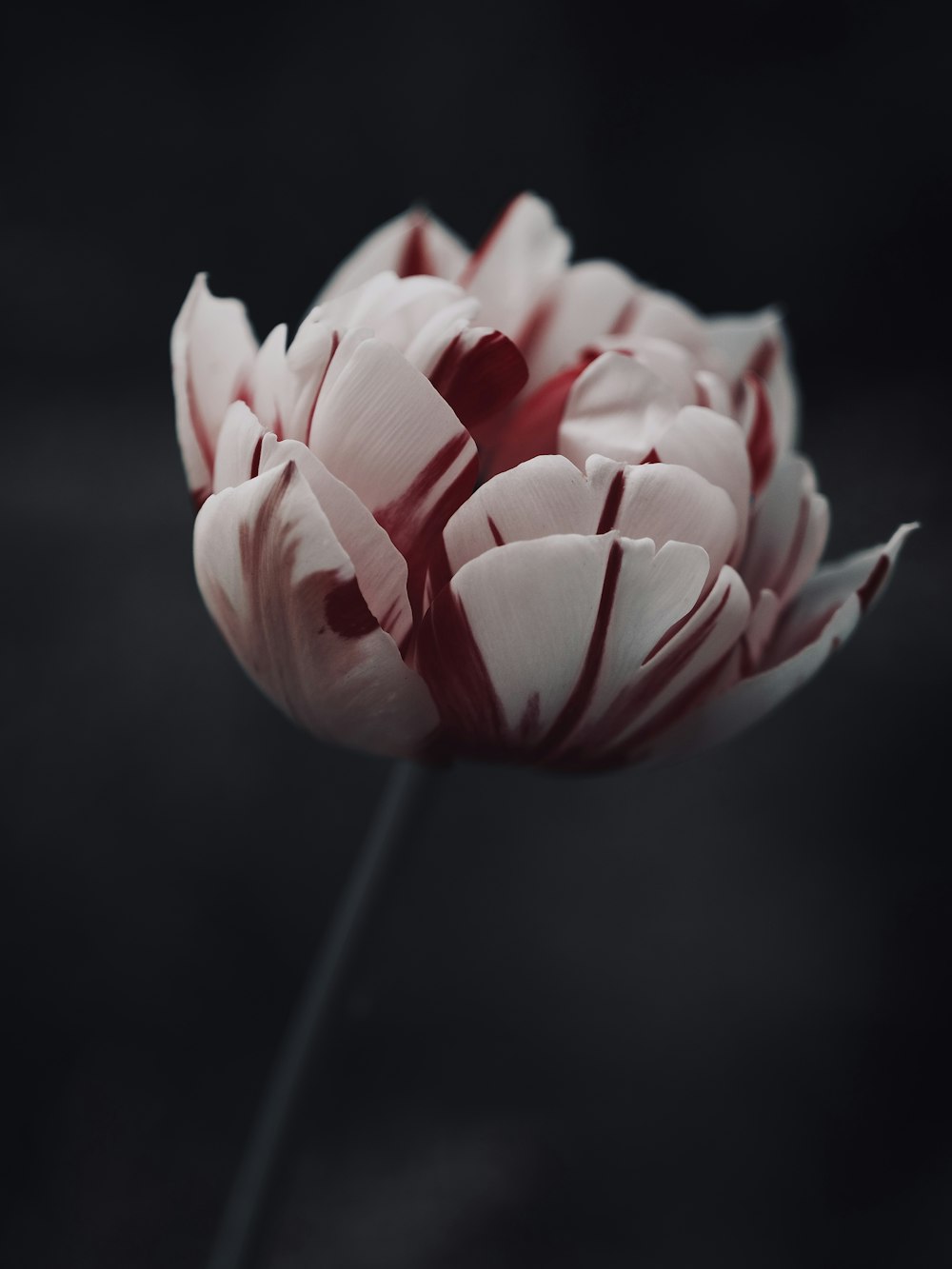 a close up of a flower on a black background