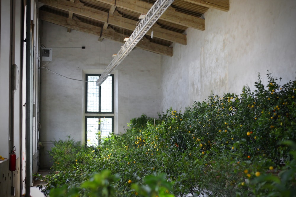 a room with a window and plants in it