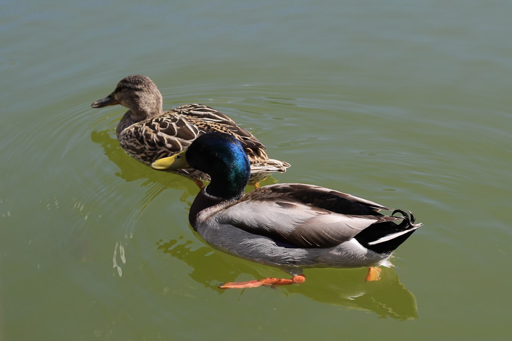 a couple of ducks floating on top of a lake