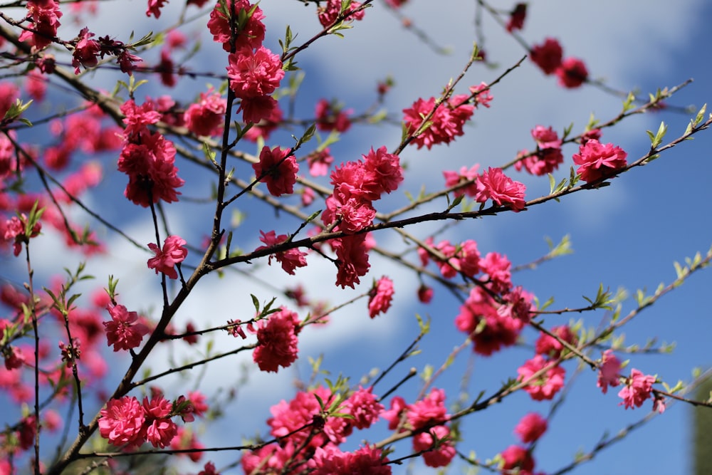 a tree with pink flowers in front of a blue sky