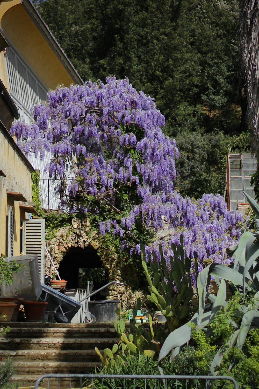 un albero con fiori viola davanti a una casa