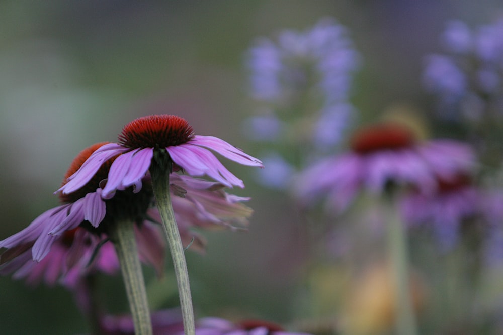 a purple flower with a red center surrounded by other purple flowers