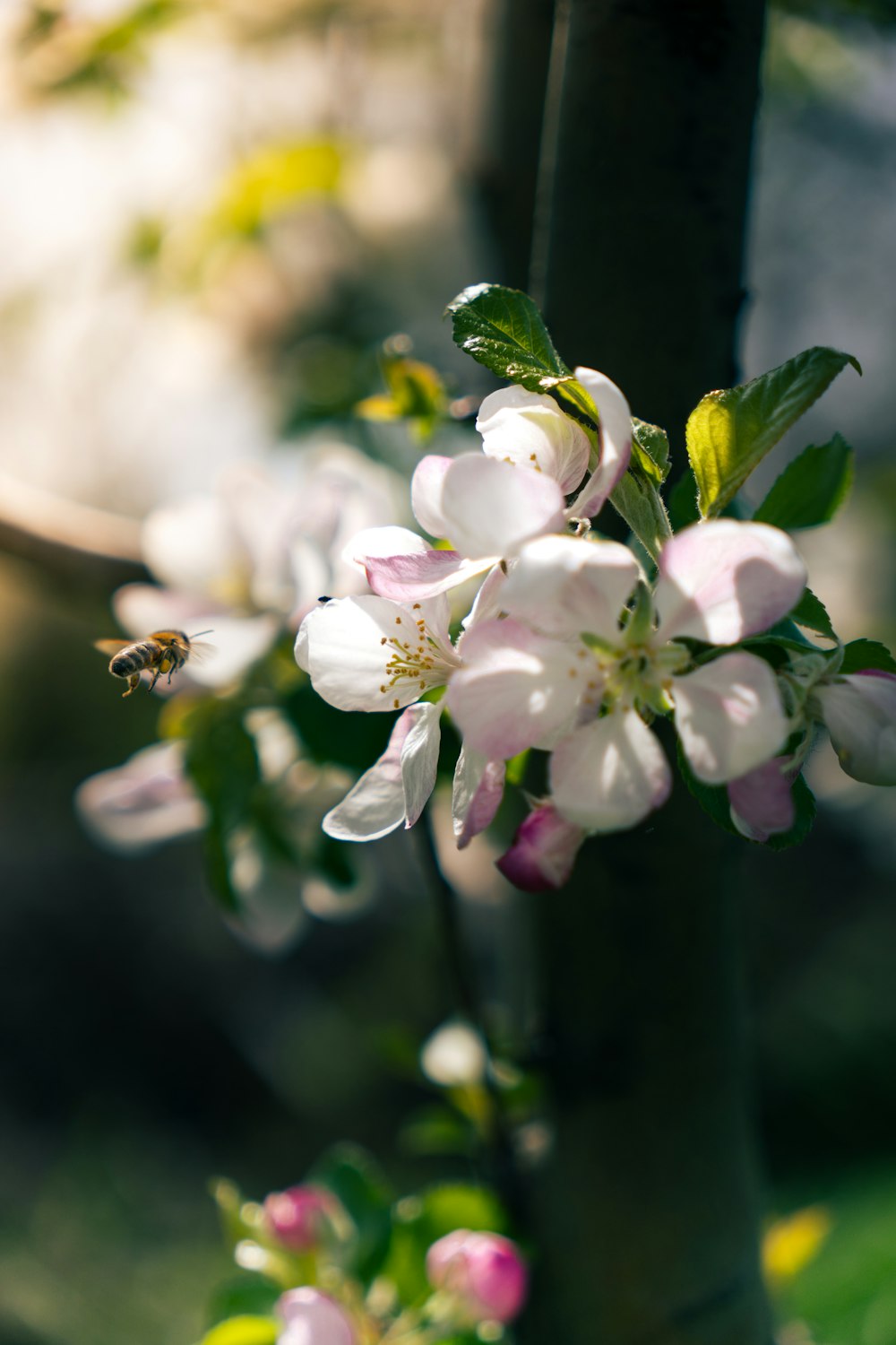 a tree with white flowers and a bee on it